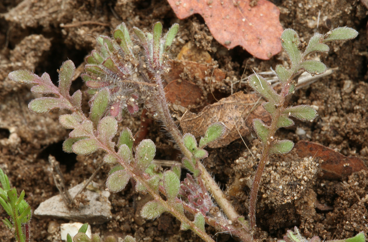 Image of Douglas' phacelia