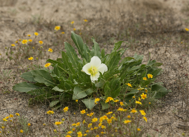 Imagem de Oenothera deltoides Torr. & Frem.