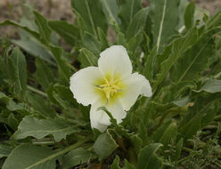 Imagem de Oenothera deltoides Torr. & Frem.