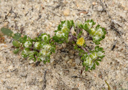 Eriophyllum pringlei A. Gray resmi