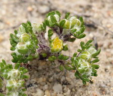 Image of Pringle's woolly sunflower