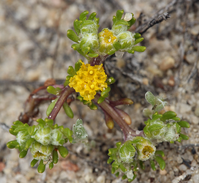 Image of Pringle's woolly sunflower