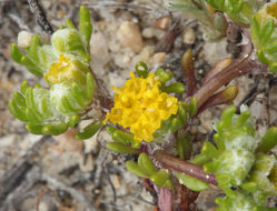 Image of Pringle's woolly sunflower