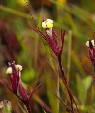 Image of purplebeak owl's-clover