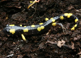 Image of Common Ensatina