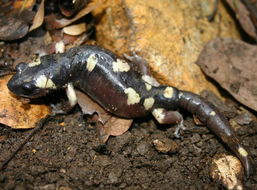 Image of Common Ensatina