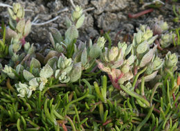 Image of <i>Atriplex coronata</i> var. <i>vallicola</i>