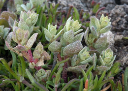 Image of <i>Atriplex coronata</i> var. <i>vallicola</i>