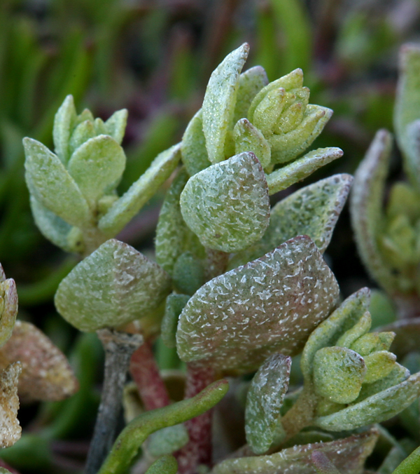 Image of <i>Atriplex coronata</i> var. <i>vallicola</i>