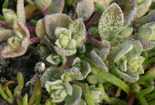 Image de <i>Atriplex coronata</i> var. <i>vallicola</i>