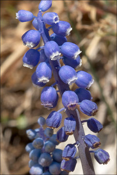 Image of common grape hyacinth