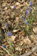 Image of common grape hyacinth