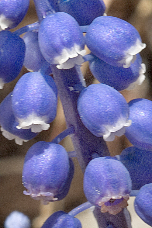 Image of common grape hyacinth