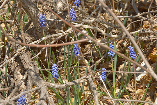 Image of common grape hyacinth