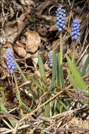 Image of common grape hyacinth