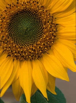 Image of common sunflower