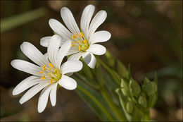 صورة Stellaria holostea L.