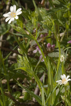 صورة Stellaria holostea L.