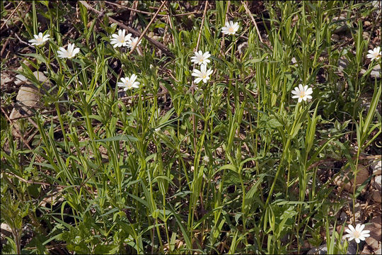 صورة Stellaria holostea L.