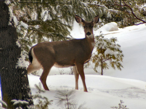 Image of mule deer