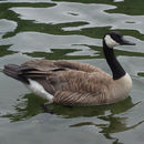 Image of Canada Goose