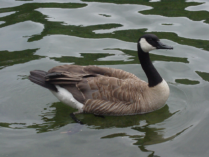 Image of Canada Goose