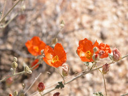 Image of desert globemallow