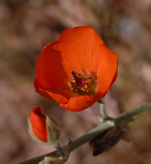 Image of desert globemallow