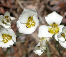 Calochortus leichtlinii Hook. fil. resmi