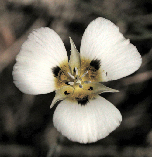 Calochortus leichtlinii Hook. fil. resmi