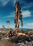 Слика од <i>Juniperus grandis</i>