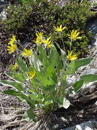 Sivun Balsamorhiza sagittata (Pursh) Nutt. kuva