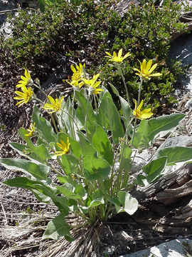 Image of arrowleaf balsamroot