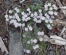 Image of longleaf phlox