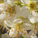 Слика од Prunus mahaleb L.