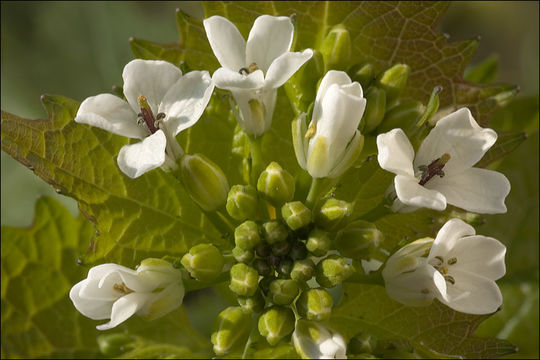 Image of Garlic Mustard