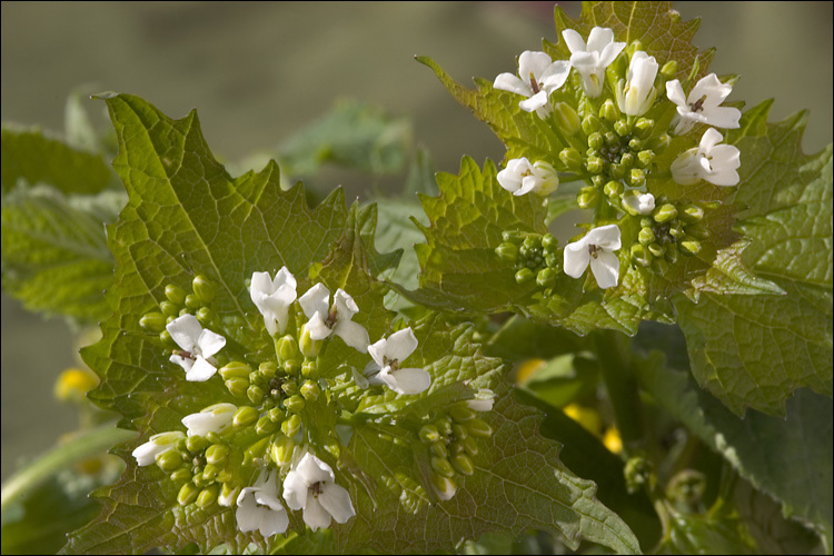 Image of Garlic Mustard