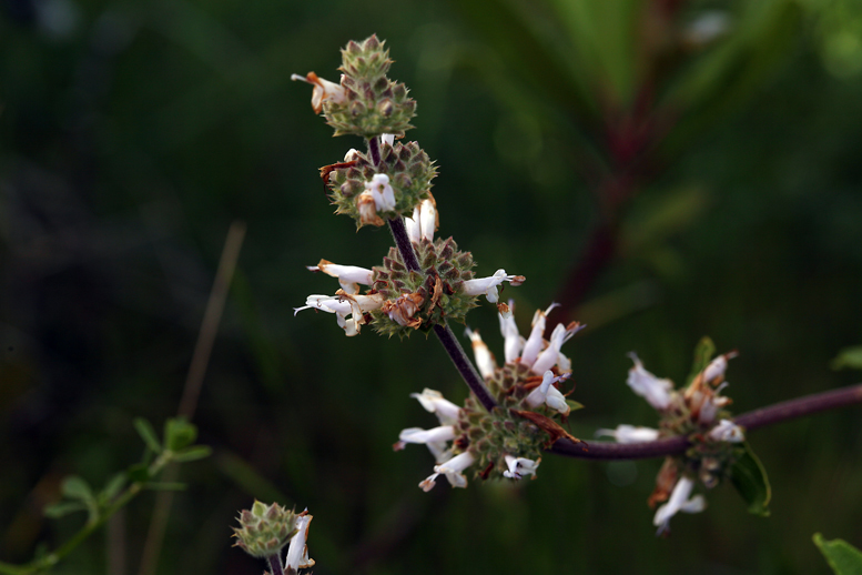 Image of black sage