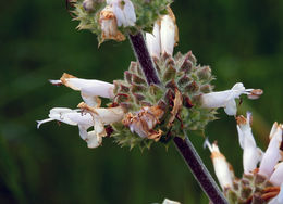 Image of black sage