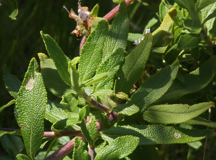 Image of black sage