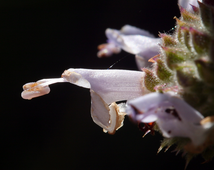 Image of black sage