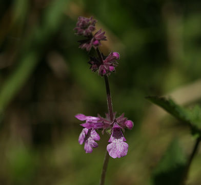 Image of California hedgenettle