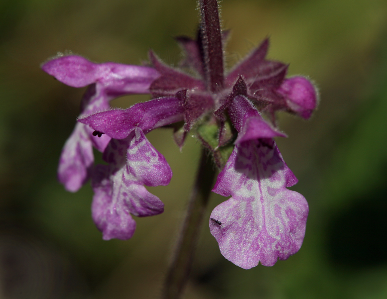 Stachys bullata Benth. resmi