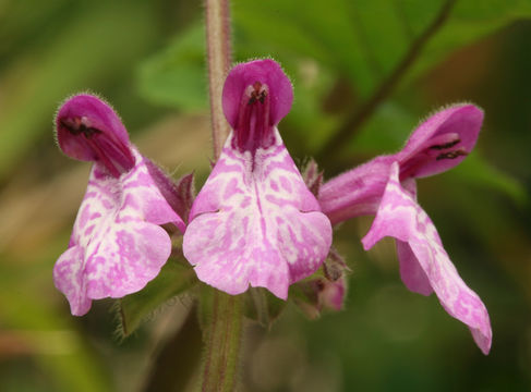 Image of California hedgenettle