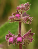 Stachys bullata Benth. resmi