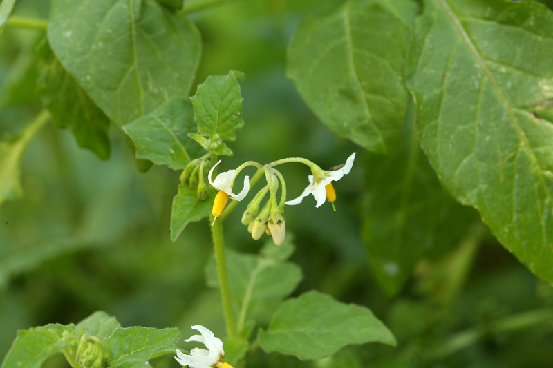 Image of greenspot nightshade