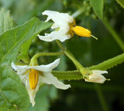 Image de Solanum douglasii Dun.