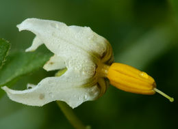 Image of greenspot nightshade