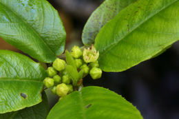 Image de Frangula californica (Eschsch.) A. Gray