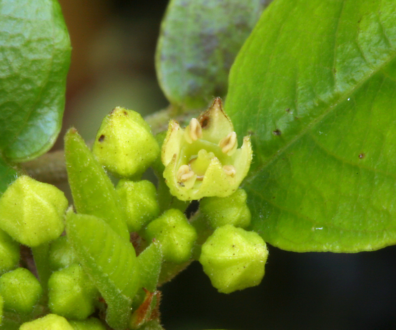 Image de Frangula californica (Eschsch.) A. Gray